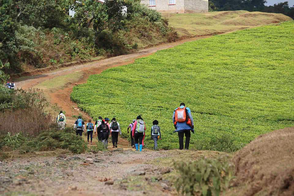 Njigari Forest Forest Bathing Trek